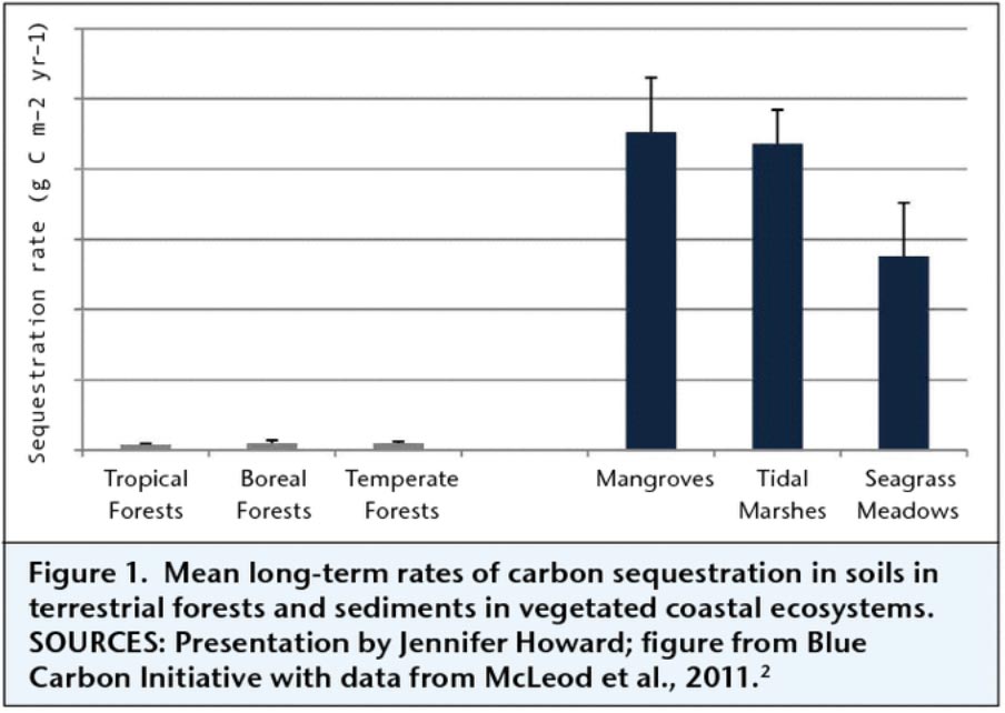 Mean long-term rates of carbon sequestration in soils in terrestrial forests and sediments in vegetated coastal ecosystems